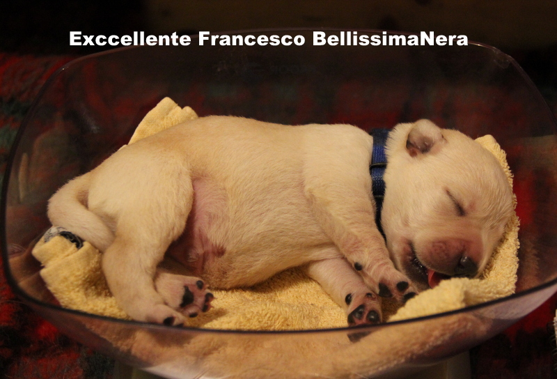 Exccellente Francesco - 1. týden