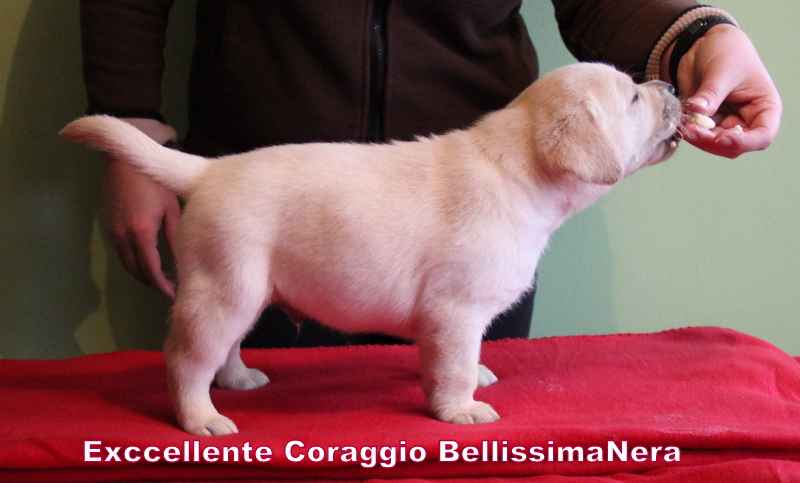 Exccellente Coraggio - 5 týdnů