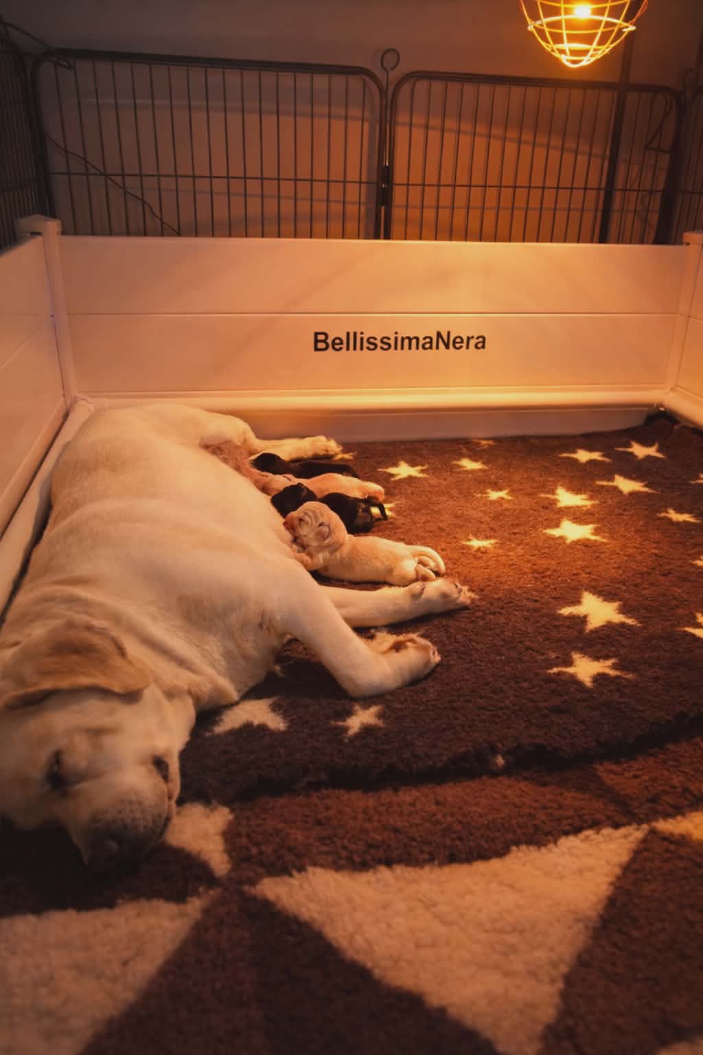 27d4842a-9348-4eea-bd7a-de5581ab628e