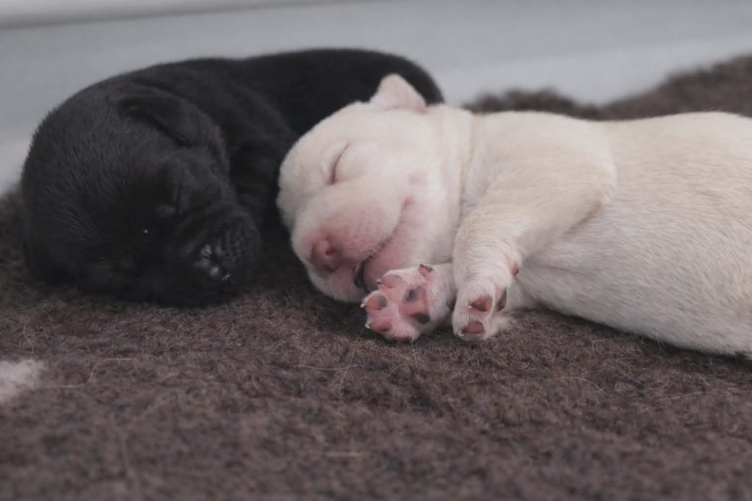 895bf5e2-3f4a-41ca-9d2a-e1e40f71f081