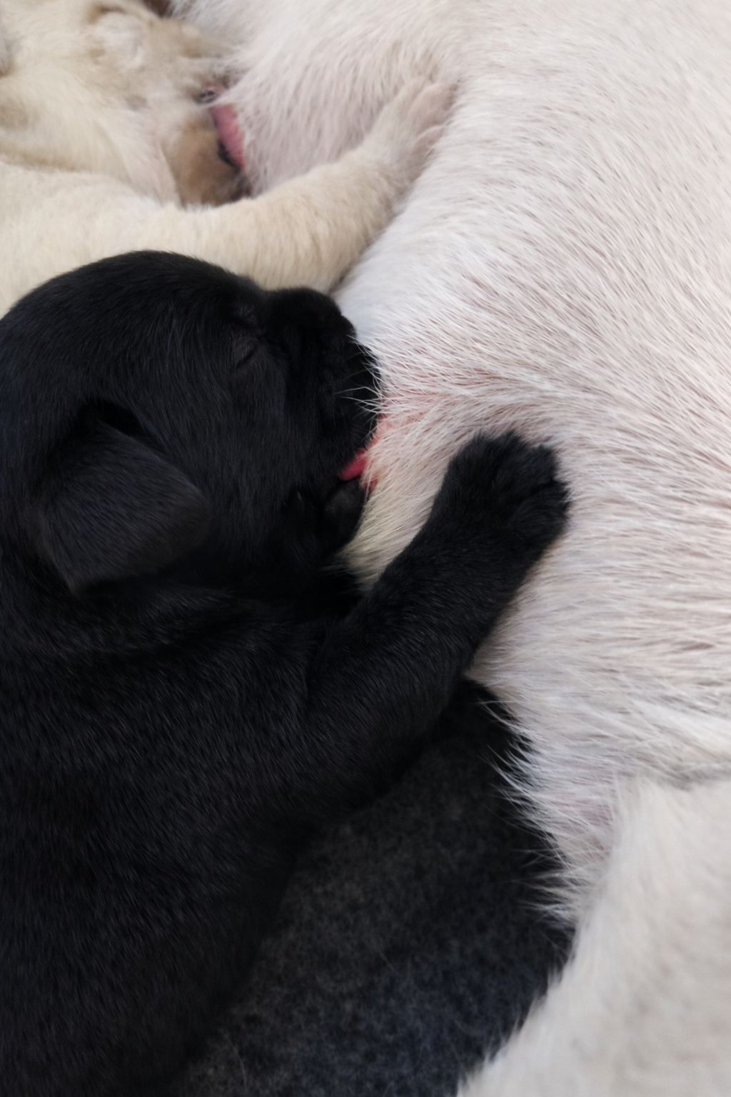 file_000000002a047243b101b64f66351cfe