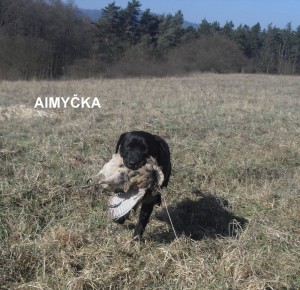 aimycka---cvicenicko.jpg